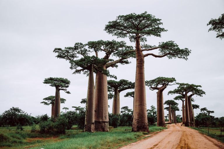 Exploring the Marvels of MADAGASCAR: Your Madagascar Travel Guide